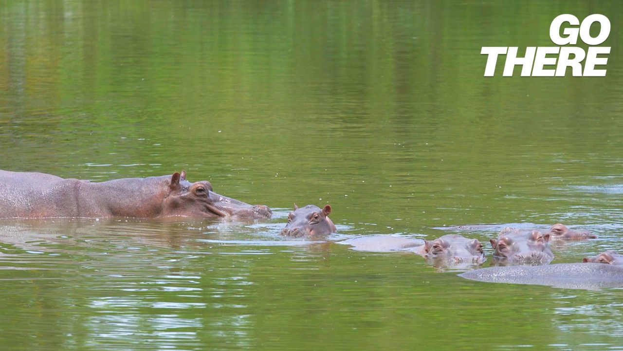 Hippo attacks: How to avoid one of Africa’s most dangerous animals gothere-colombiahippos-desktop-thumb1