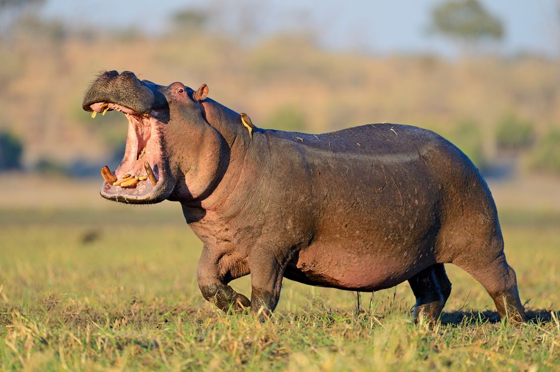 Hippo attacks: How to avoid one of Africa’s most dangerous animals Hippos are at home in the water or on land. This hippo was in Chobe National Park, located in the famed Okavango Delta of northern Botswana.