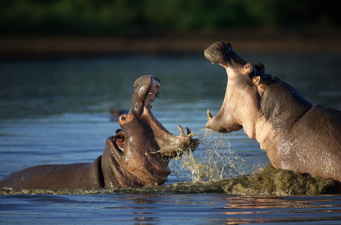 Hippo attacks: How to avoid one of Africa’s most dangerous animals Two hippos fight each other South Africa. Males might engage in clashes over leadership of their pods, mating privileges or over territory.