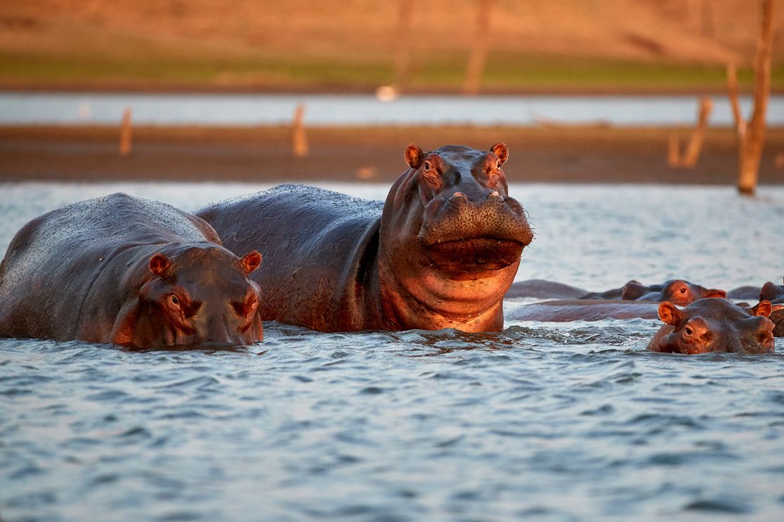 Hippo attacks: How to avoid one of Africa’s most dangerous animals These hippos patrol their part of manmade Kariba Lake in Zimbabwe during the evening. People need to be particularly careful in hippo territory as the sun goes down and it gets dark.