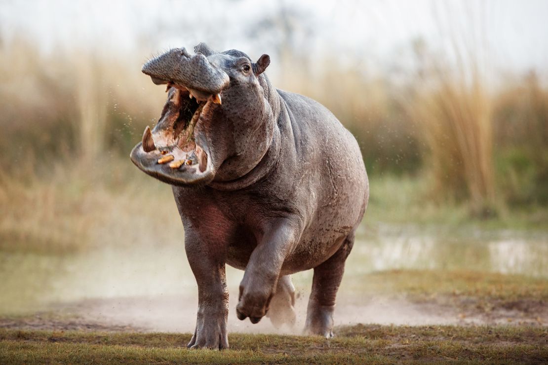 Hippo attacks: How to avoid one of Africa’s most dangerous animals A hippo male charges a the vehicle in Africa. It's important to follow the rules and stay in your vehicle when directed to do so. In short distances, hippos can outrun people -- even sprinter Usain Bolt couldn't dash away.