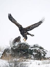 Moral Stories for Kids- English Stories Eagles in the Storm-short stories